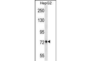 Western blot analysis in HepG2 cell line lysates (35ug/lane). (ACSS2 抗体  (AA 261-290))