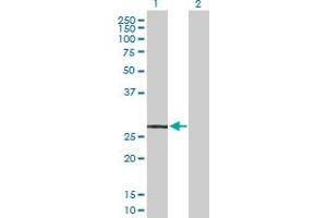 Western Blot analysis of MRGPRX2 expression in transfected 293T cell line by MRGPRX2 MaxPab polyclonal antibody. (MRGPRX2 抗体  (AA 1-330))