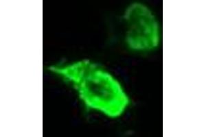 Image no. 3 for anti-tRNA Methyltransferase 2 Homolog A (TRMT2A) antibody (ABIN1501514) (TRMT2A 抗体)