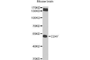 Western blot analysis of extracts of mouse brain, using CD47 Antibody (ABIN5974380) at 1/1000 dilution. (CD47 抗体)
