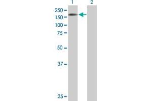 Western Blot analysis of STK11IP expression in transfected 293T cell line by STK11IP MaxPab polyclonal antibody. (STK11IP 抗体  (AA 1-1099))