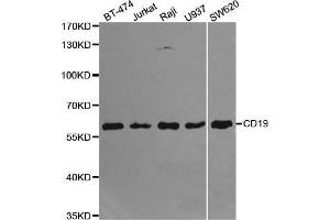 Western blot analysis of extracts of various cell lines, using CD19 antibody. (CD19 抗体  (AA 351-556))