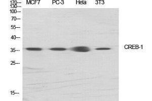 Western Blotting (WB) image for anti-cAMP Responsive Element Binding Protein 1 (CREB1) (Ser256) antibody (ABIN3184075)