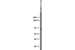 Adult rat brain membrane immunoblot. (GIT1 抗体  (C-Term))