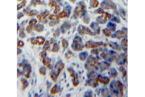 Used in DAB staining on fromalin fixed paraffin-embedded Pancreas tissue (CSH1 抗体  (AA 28-192))