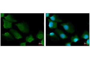 Immunofluorescence (IF) image for anti-Stratifin (SFN) (C-Term) antibody (ABIN2854692)