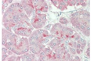 Rabbit Anti-ARSE antibody  Formalin Fixed Paraffin Embedded Tissue: Human Pancreas Primary antibody Concentration: 1:100 Secondary Antibody: Donkey anti-Rabbit-Cy3 Secondary Antibody Concentration: 1:200 Magnification: 20x Exposure Time: 0. (Arylsulfatase E 抗体  (Middle Region))