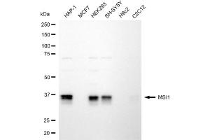 Western blotting analysis using MSI1 antibody (ABIN7799494). (MSI1 抗体)