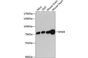 Western blot analysis of extracts of various cell lines using EHD4 Polyclonal Antibody at dilution of 1:3000. (EHD4 抗体)
