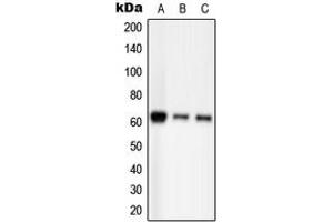 Western blot analysis of PAK2 (pS20) expression in HEK293T EGF-treated (A), Raw264. (PAK2 抗体  (N-Term, pSer20))