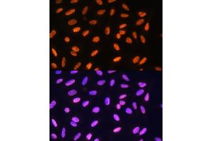 Immunofluorescence analysis of U2OS cells using MEIS1 Rabbit pAb (ABIN7268449) at dilution of 1:100.
