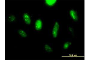 Immunofluorescence (IF) image for anti-LanC like 2 (LANCL2) (AA 1-450) antibody (ABIN527800)