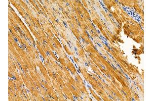 ABIN7095009 and ABIN7099065 at 1/100 staining rat muscle tissue by IHC-P. (NAT15 抗体)