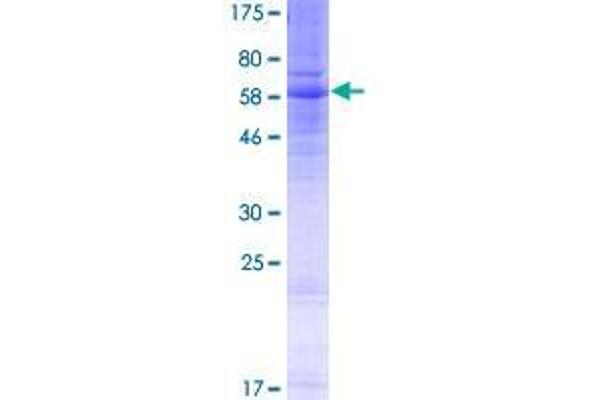 S1PR5 Protein (AA 1-398) (GST tag)