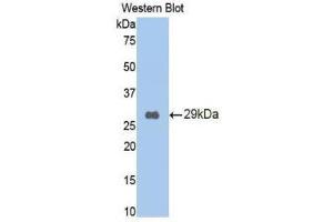 Western Blotting (WB) image for anti-Lectin, Galactoside-Binding, Soluble, 9 (LGALS9) (AA 194-322) antibody (ABIN1858954) (Galectin 9 抗体  (AA 194-322))