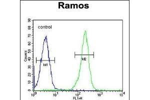 X5 Antibody (Center) (ABIN655650 and ABIN2845125) flow cytometric analysis of Ramos cells (right histogram) comred to a negative control cell (left histogram). (PAX5 抗体  (AA 178-207))