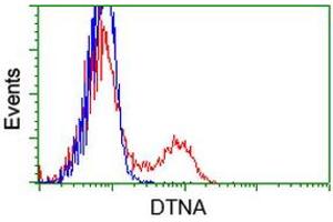 HEK293T cells transfected with either RC223952 overexpress plasmid (Red) or empty vector control plasmid (Blue) were immunostained by anti-DTNA antibody (ABIN2454048), and then analyzed by flow cytometry. (DTNA 抗体)