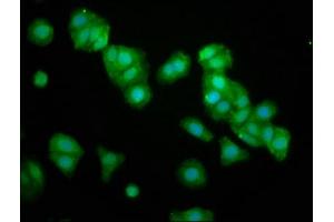 Immunofluorescence staining of HepG2 cells with ABIN7162159 at 1:133, counter-stained with DAPI. (OMP 抗体  (AA 2-163))