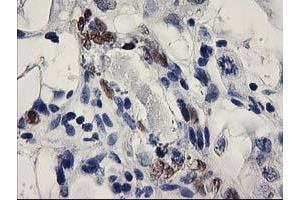 Image no. 4 for anti-ELK3, ETS-Domain Protein (SRF Accessory Protein 2) (ELK3) antibody (ABIN1498006) (ELK3 抗体)