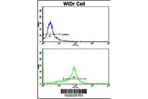 Flow cytometric analysis of WiDr cells using MMP15 Antibody (N-term)(bottom histogram) compared to a negative control cell (top histogram). (MMP15 抗体  (N-Term))