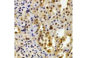 Immunohistochemical analysis of FKBP6 staining in mouse kidney formalin fixed paraffin embedded tissue section. (FKBP6 抗体)