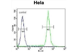 TBX6 Antibody (Center W158) flow cytometric analysis of Hela cells (right histogram) compared to a negative control cell (left histogram). (T-Box 6 抗体  (Middle Region))