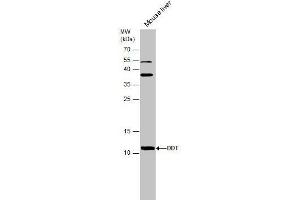 WB Image Mouse tissue extract (50 μg) was separated by 15% SDS-PAGE, and the membrane was blotted with DDT antibody [N1C3] , diluted at 1:500. (DDT 抗体)