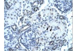 Image no. 1 for anti-Paired Box Gene 2a (PAX2A) (AA 174-223) antibody (ABIN202997) (PAX2A 抗体  (AA 174-223))