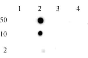 Histone H2BK5me1 (pAb) tested by dot blot analysis. (Histone H2B 抗体  (meLys5))