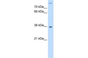 Western Blotting (WB) image for anti-Lectin, Mannose-Binding 2 (LMAN2) antibody (ABIN2463010) (LMAN2 抗体)
