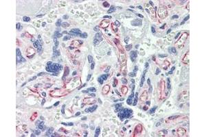 IHC Analysis: Human placenta tissue stained with Caspase-7, mAb (7-1-11) at 10 μg/mL.