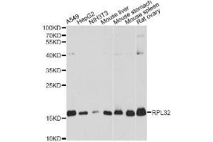 Western blot analysis of extracts of various cell lines, using RPL32 antibody. (RPL32 抗体  (AA 1-135))