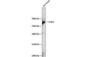 Western blot analysis of extracts of Rat brain using CHD2 Polyclonal Antibody at dilution of 1:1000. (CHD2 抗体)