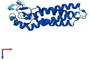 Epithelial Membrane Protein 2 (EMP2) (AA 1-172) protein (His tag)