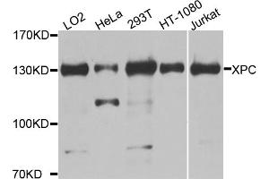 Western blot analysis of extracts of various cell lines, using XPC antibody (ABIN5974562) at 1/1000 dilution. (XPC 抗体)