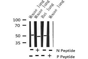 Western blot analysis of Phospho-AML1 (Ser276) expression in various lysates (RUNX1 抗体  (pSer276))