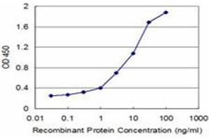 Detection limit for recombinant GST tagged SFN is approximately 0. (14-3-3 sigma/SFN 抗体  (AA 1-248))