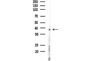Western blot analysis of lysates from Rat liver, using PPP1R3C Antibody at 1/1000 dilution.