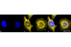 Immunocytochemistry/Immunofluorescence analysis using Rat Anti-GRP94 Monoclonal Antibody, Clone 9G10 . (GRP94 抗体  (PE))