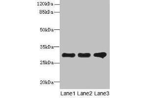 Western blot All lanes: RMDN1 antibody at 0. (FAM82B 抗体  (AA 13-314))