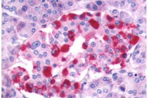 Anti-GRPR antibody  ABIN1048947 IHC staining of human pancreas, islet of Langerhans.