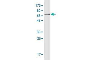 Western Blot detection against Immunogen (65. (SMPD1 抗体  (AA 1-364))