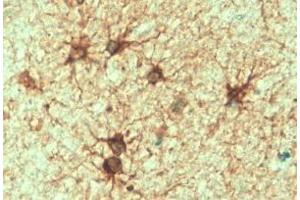 ABIN185730 (2 µg/mL) staining of paraffin embedded Human Cerebellum. (GFAP 抗体  (C-Term))