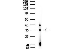 anti-Membrane-Associated Ring Finger (C3HC4) 1, E3 Ubiquitin Protein Ligase (MARCH1) (C-Term) antibody