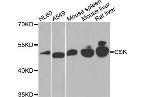 Western blot analysis of extracts of various cell lines, using CSK antibody. (CSK 抗体)