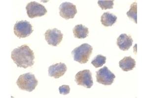 Image no. 2 for anti-Beta-secretase 1 (BACE1) (C-Term) antibody (ABIN204488) (BACE1 抗体  (C-Term))