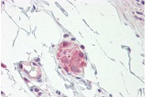 Image no. 1 for anti-Nitric Oxide Synthase 1, Neuronal (NOS1) (N-Term) antibody (ABIN1495363) (NOS1 抗体  (N-Term))