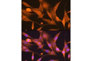 Immunofluorescence analysis of NIH-3T3 cells using ISG15 Rabbit mAb (ABIN7268023) at dilution of 1:100 (40x lens). (ISG15 抗体)