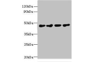 Western blot All lanes: PRMT6 antibody at 0.