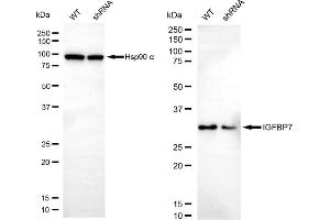 anti-Insulin-Like Growth Factor Binding Protein 7 (IGFBP7) antibody